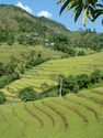 Rice terraces, Chamje